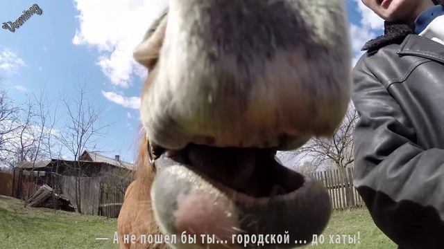 Конь в хозяйстве — возрождающаяся реальность смотреть онлайн