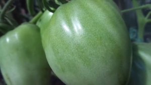 СИБИРСКИЙ ТОМАТ ПУДОВИК - КРУПНЫЙ, КРАСИВЫЙ И ВКУСНЫЙ! Ольга Чернова.