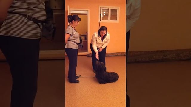 скайтерьер выработка терпимого отношения к людям смотреть онлайн