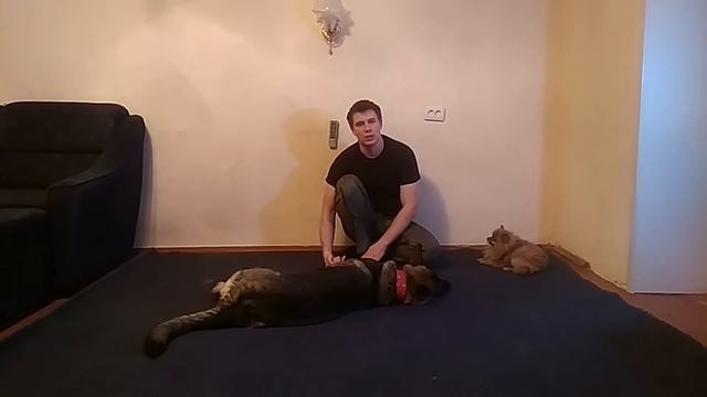 Немецкая овчарка | дрессировка немецкой овчарки | отзыв о немецкой овчарке смотреть онлайн