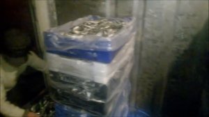 Селедка и навага Беломорская  2016