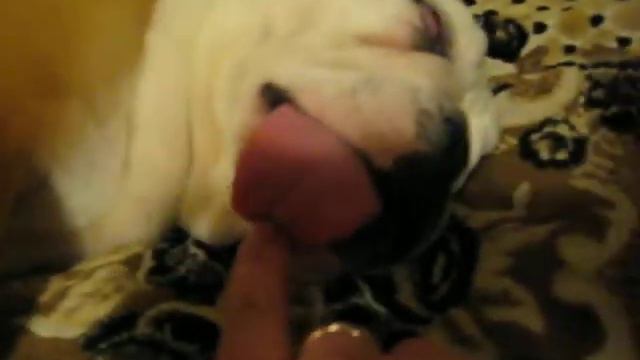 Английский бульдог БАКС $ спит смотреть онлайн