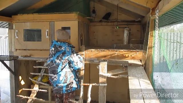 Кормление ворон в виде игры