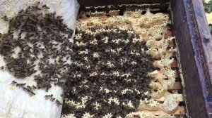 Пчелопакеты, пчеломатки на сезон 2026 года: бакфаст, карника. т.89603022455