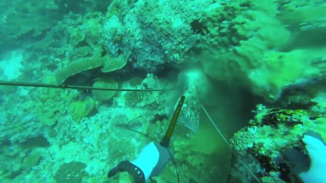 spearfishing in Yemen socotra island جزيره سوقطره huge GT and grouper смотреть онлайн