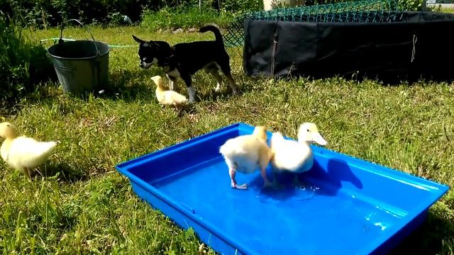 Утки мулард 2017 ! Первый выгул с Охраной чихуахуа смотреть онлайн