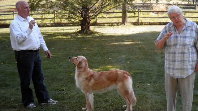 American Hovawart Club Annual Specialty Breed 2010 смотреть онлайн