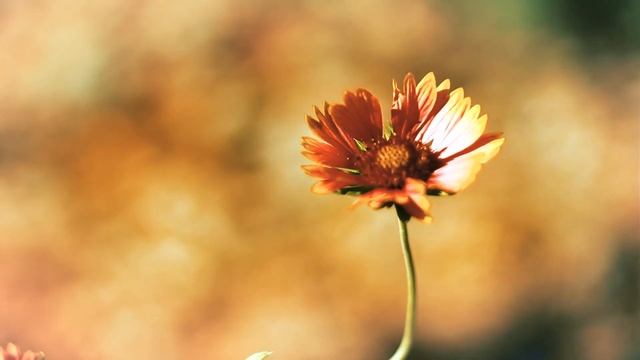 Желтый цветок Осени | Футажи красивая природа [FullHD] смотреть онлайн