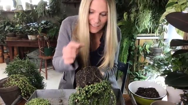 Daily Houseplant Care | String of Pearls And other Senecio! смотреть онлайн