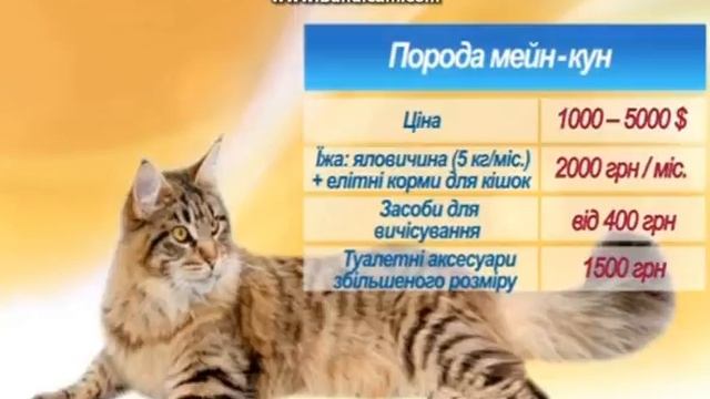 Топ - 5 дорогих пород котов смотреть онлайн