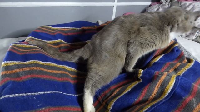 Кошачье царство нашей фермы/роды кошки/котята озорники/ферма в лесу смотреть онлайн