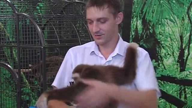 Вот такое чудо - Гиббон Боня смотреть онлайн