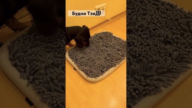 Такса и нюхательный коврик. Dachshund and smelling pad смотреть онлайн