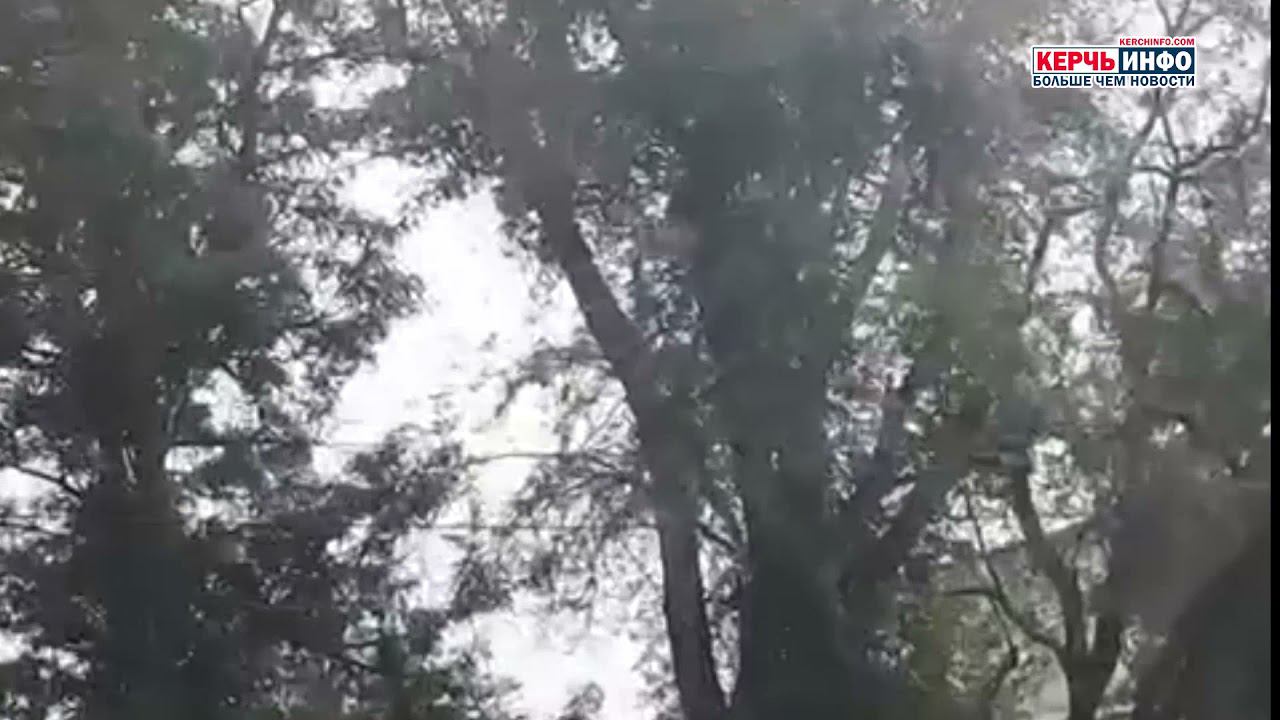 На Казакова пешеходов и автолюбителей пугают засохшие деревья смотреть онлайн