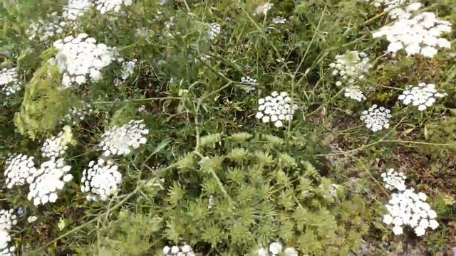 Ammi Majus Flower Blooming