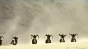 САМЫЙ СИЛЬНЫЙ НАШИД