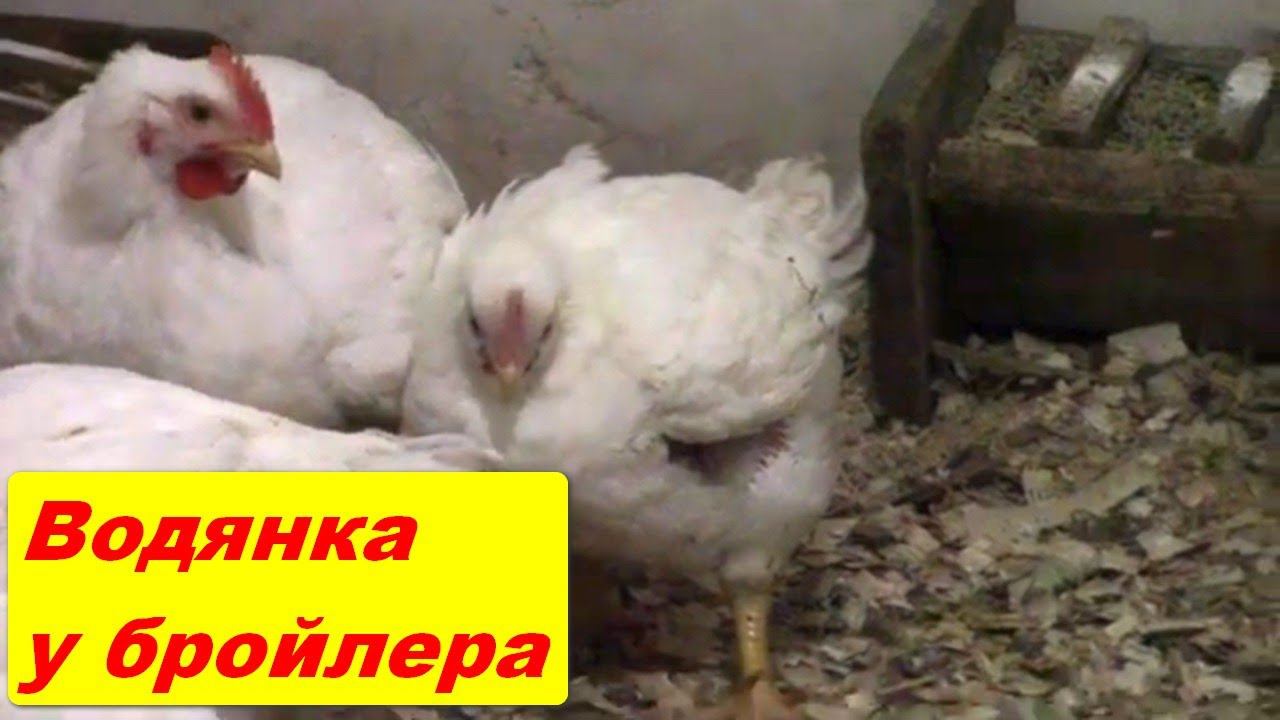 Водянка у Бройлеров, что делать, надо ли лечить? смотреть онлайн
