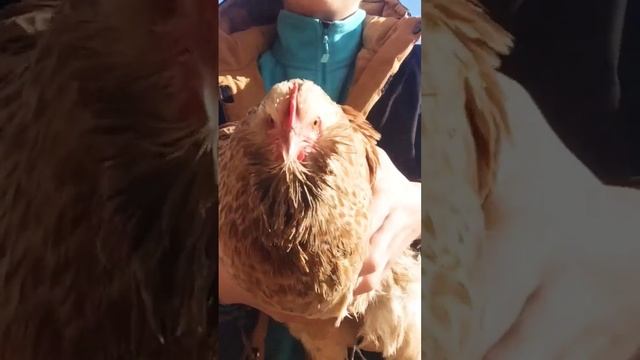 Chicken dance #memes #meme #chicken смотреть онлайн