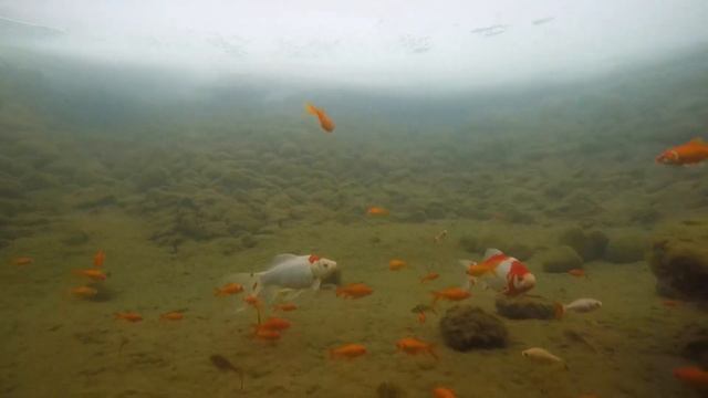 Китайский карась для декоративного пруда. Зарыбление цветными Китайскими карасями смотреть онлайн