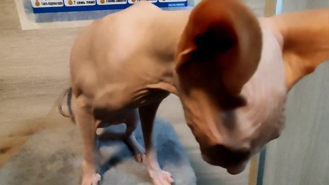 Наша кошка выпала из окна четвëртого этажа, последствия. ? смотреть онлайн