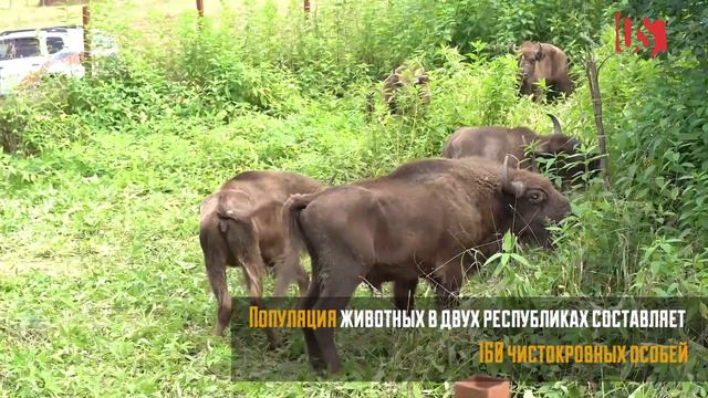 В Турмонский заказник в Северной Осетии выпустили 6 молодых зубров смотреть онлайн