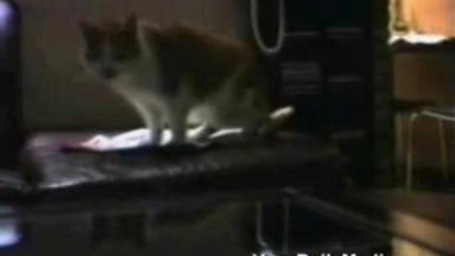 Говорящие кошки смотреть онлайн