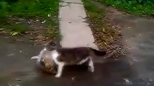 Кот с пакетом смотреть онлайн