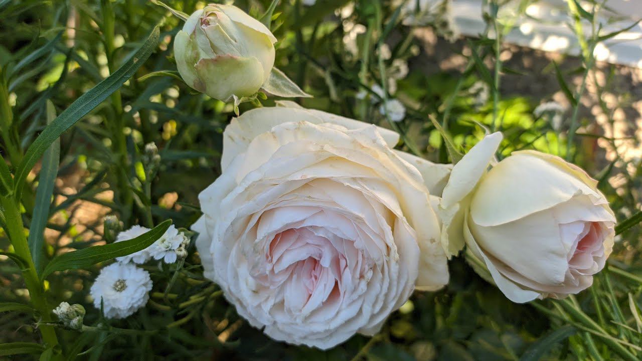 Розы которые не боятся дождя смотреть онлайн