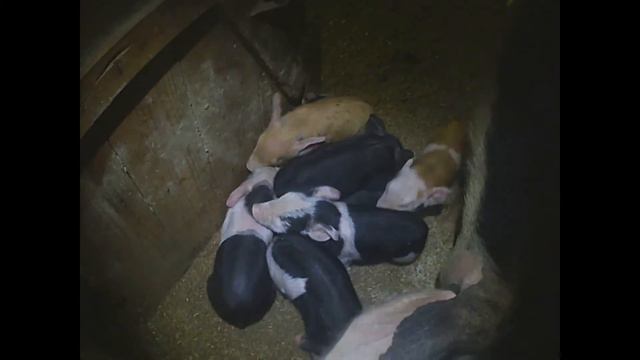 КАК ПРОИСХОДИЛ ОПОРОС НА БАКТЕРИЯХ/ О СВИНОМАТКАХ/ ГОТОВИМ ВКУСНЯШКИ смотреть онлайн