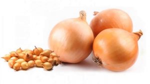 ?Самые лучшие сорта озимого лука | Какой лук посадить под зиму