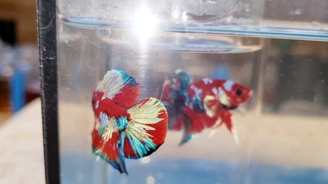 Red Gold Form Chuẩn 1 5 0 Lúa.