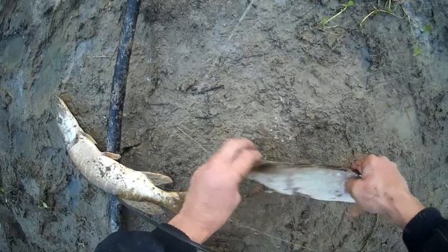 Часть 2. Вечерняя рыбалка на спиннинг и паук-подъемник. смотреть онлайн