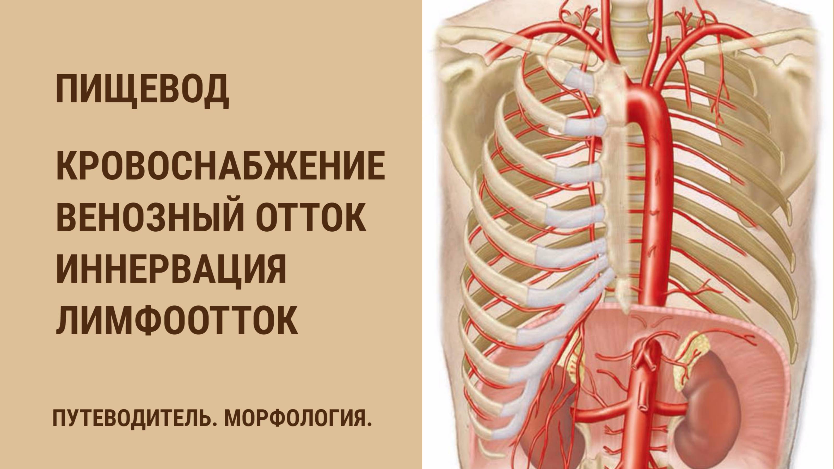 Пищевод. Кровоснабжение. Венозный отток. Иннервация. Лимфоотток смотреть онлайн