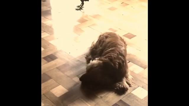 Чёрный ворон в доме. Шалости и безобразия! Сто раз подумайте, прежде чем завести ворона. смотреть онлайн