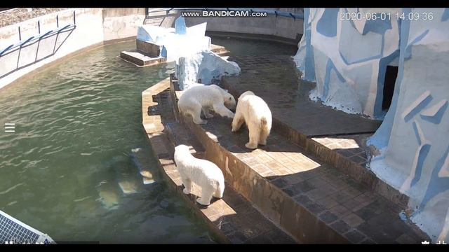 Одной игрушки мало. Шайна и Герда тоже хотят поиграть 01.06.2020 смотреть онлайн