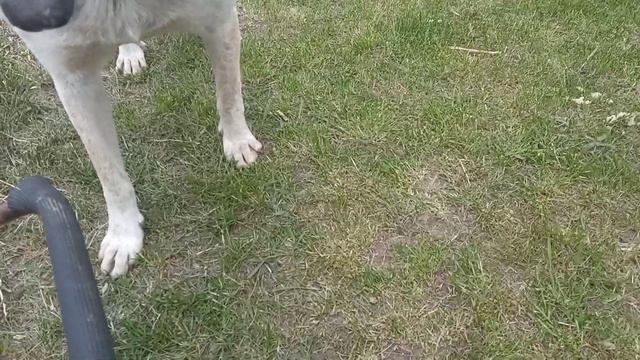 У Топы и Лорда продолжается обед!!! смотреть онлайн