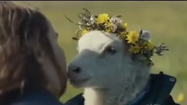 Овца родила гибрид человека и овцы