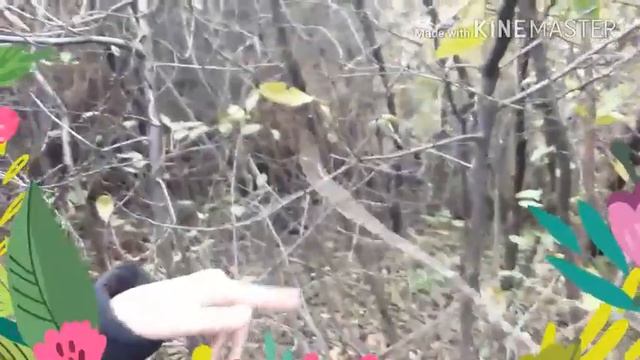 ?Влог на даче ( лезу в кусты) смотреть онлайн