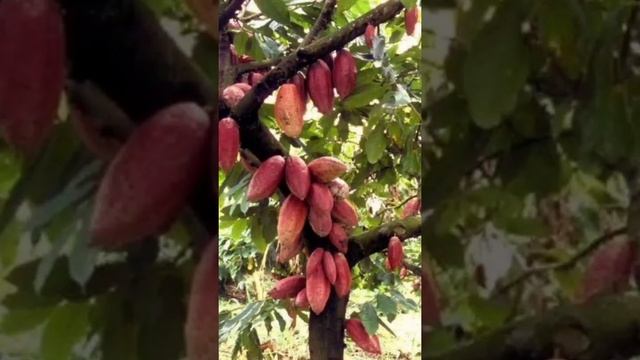 Ремонтные Истории