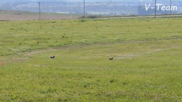 Тайский риджбек. NIGHT KEEPISH SHERYAN (К) - ASTERION TEMNOE NEBO (С). CACIL-ЧРКФ, Суханово-2018. смотреть онлайн