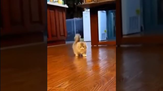 VID_20231114_090849_438.mp4