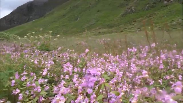 Это Самые Красивые Цветочные Поля и Парки Мира смотреть онлайн
