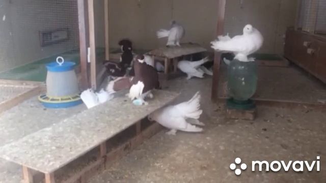 Статные голуби голубевода из Диканьки. смотреть онлайн
