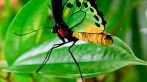 ТОП | САМЫЕ БОЛЬШИЕ БАБОЧКИ.