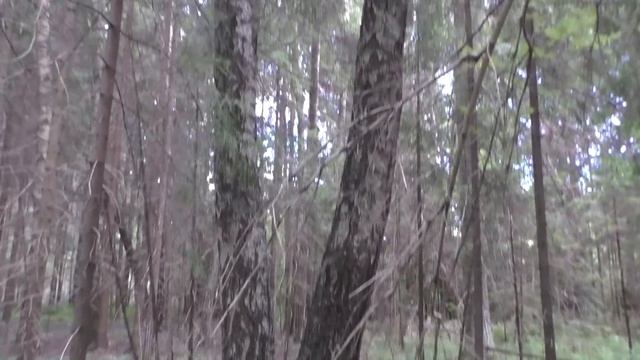 Пошёл в лес и нашёл очень красивый гриб! Вечерние поиски грибов 2022 г. смотреть онлайн