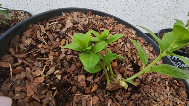 Обрезаю и нормирую вегетирующие гортензии Панателла и BS🌿🌿🌿 смотреть онлайн