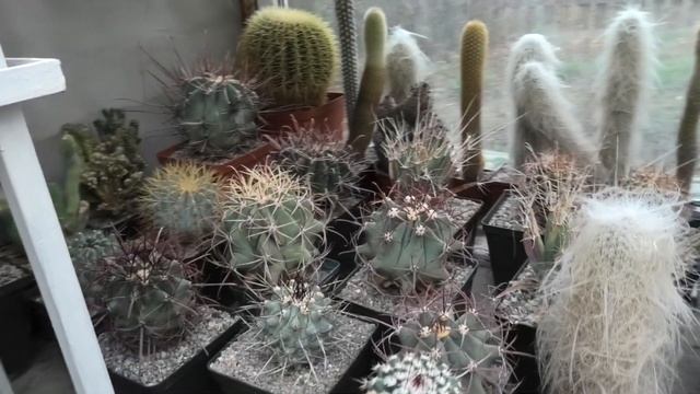 Что делать с кактусами зимой? Зимнее содержание суккулентов. смотреть онлайн