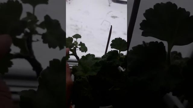 Комнатные цветы цветущие и декоративные в моем маленьком домике в деревне. Хроника зима 2022. ч 2 смотреть онлайн