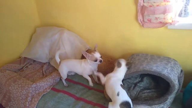 Юлиана и Елисей чихуахуа Симферополь Кастропуло Крым