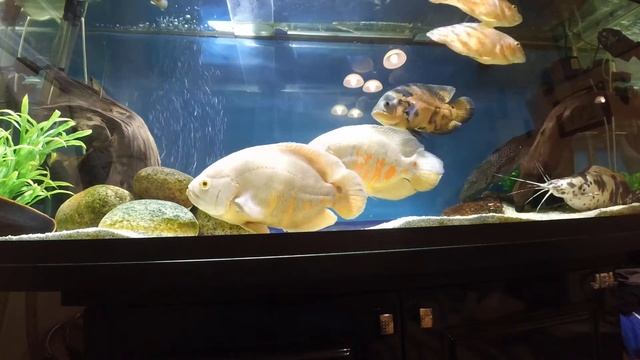 Астронотус(ASTRONOTUS OCELLATUS)